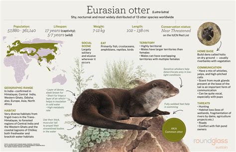 River Otter Facts