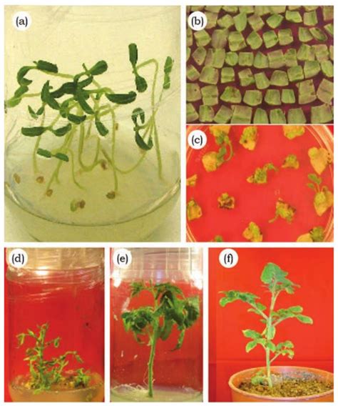 SATHEE CUET: Chapter 07 Plant Tissue Culture