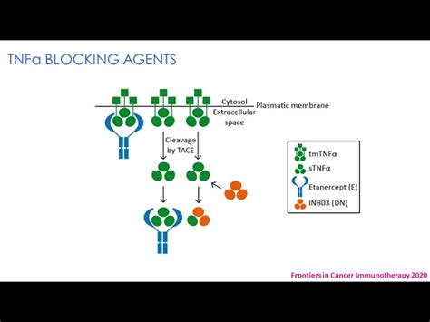 Anti Cancer Medicine - Dasatrue 50 mg Cipla 100% Export Oriented Unit ...