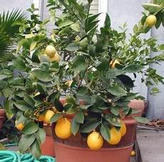 albero di limoni in vaso albero nano alberi piante pianta di limone limoni 4 albero di limoni in vaso albero nano alberi piante pianta di limone limoni 4