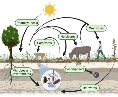 Energy, Ecosystems, and Grace - by Brett Fawcett