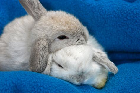 What Animals Are Good With Rabbits at Mary Loomis blog