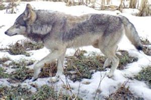 Why do coyotes and wolves howl? - Outdoor News