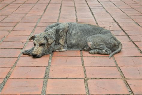 Signs of Skin Infections in Dogs: What to Look For – Fur Ball Story