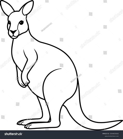 Outline Of Kangaroo