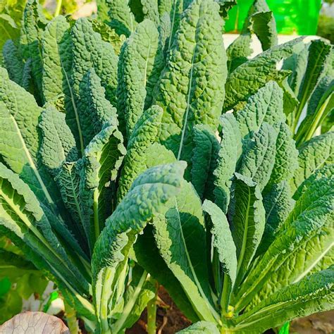 Buy Best quality Kale Seeds online - Organicbazar