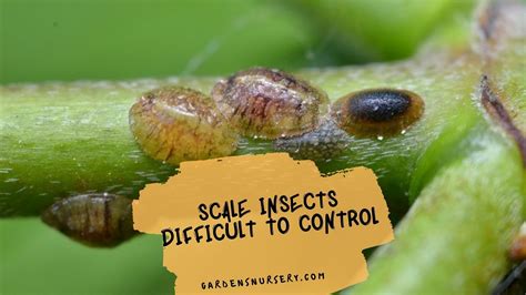 Image result for Scale Insect Control