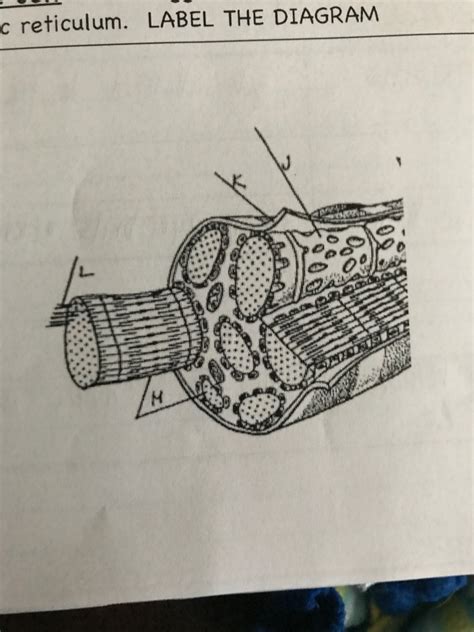 muscle cell diagram Diagram | Quizlet