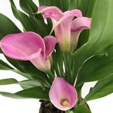 Indian Meadows Calla Lily, Zantedeschia Lilies Flower Bulbs for Home ...