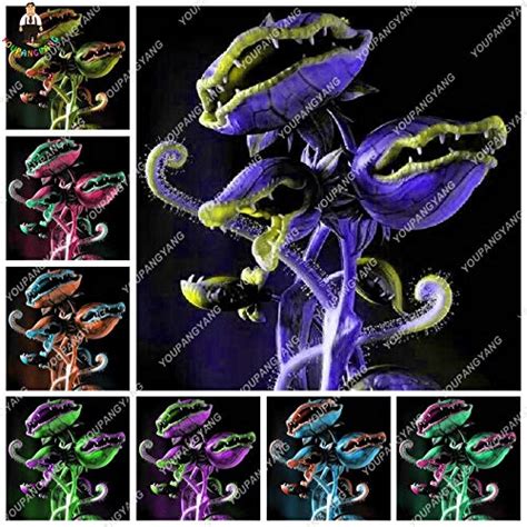 Exptic 99 Pcs Flywheel Carnivorous Seeds Venus Fly-Trap Seeds Dionaea ...