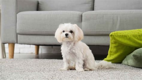 10 Cutest Hypoallergenic Dog Breeds For Allergy Sufferers EN Pet YOLO