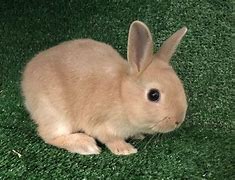 Image result for Netherland Dwarf Rabbit