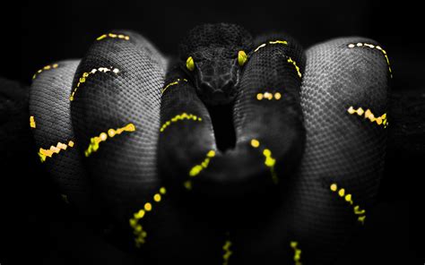 Boa constrictor, reptile, snake, selective coloring, yellow, yellow ...
