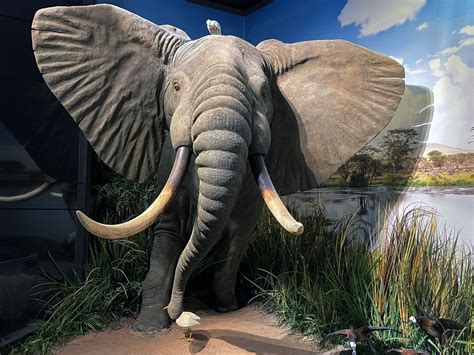 Museum Of Natural Science in Houston