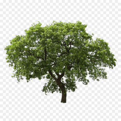 Dark Green Tree Transparent PNG CNO6LCTG - Pngsource