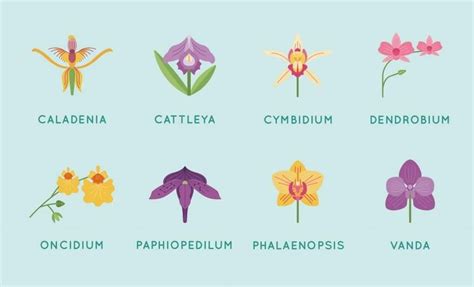 Paphiopedilum, Oncidium, Cattleya, Phalaenopsis, Orchid Care, Orchid ...