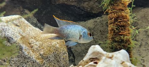 Can anyone tell if this is a male or female?(electric blue acara) : r/Aquariums
