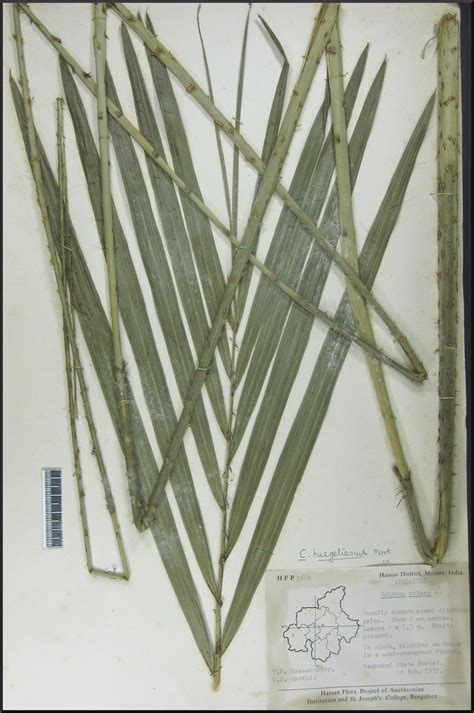 Herbarium JCB