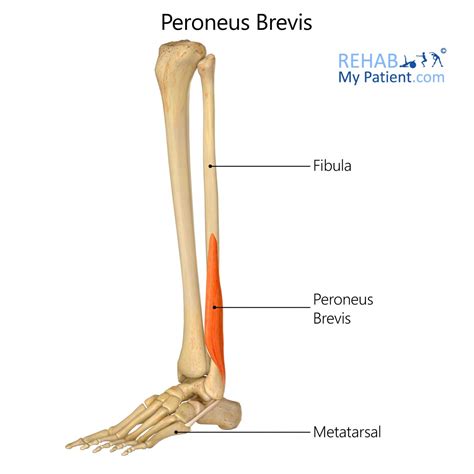 Peroneus Longus Stretch