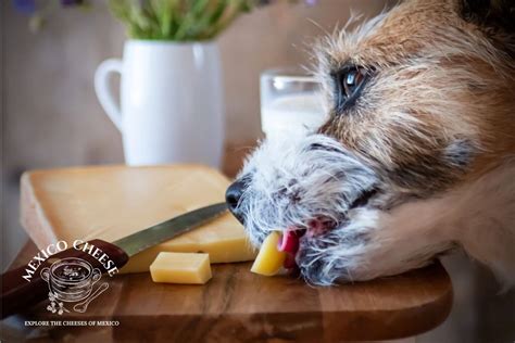 Can Dogs Eat Manchego Cheese? - Mexico Cheese