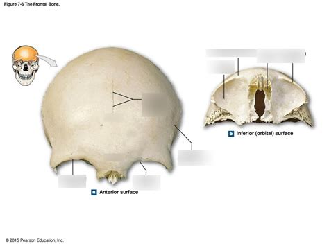 Image result for Frontal Bone Function
