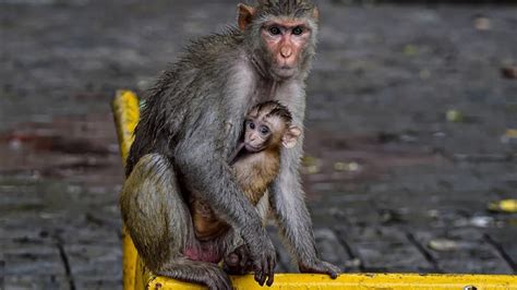 Monkeys being killed in Brazil to prevent monkeypox WHO said do not ...