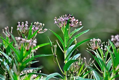What Does Florida Native Milkweed Look Like at Richard Randolph blog