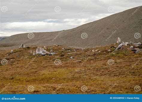Thule Archaelogical Site, Devon Island Stock Photo - Image of high ...