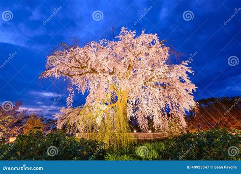 Weeping Cherry Blossom Tree Editorial Photography - Image of japan ...