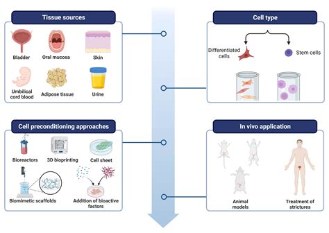 What Is Tissue Engineering 的图像结果