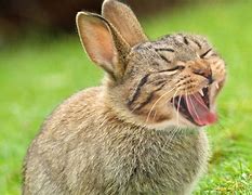 Image result for Bunny Cat