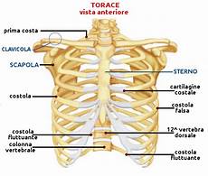 ossa della gabbia toracica ossa e articolazioni attivazioni biologiche ossa della gabbia toracica ossa e articolazioni attivazioni biologiche