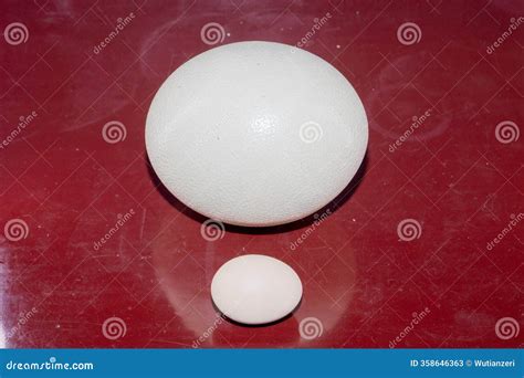 Comparison of Ostrich Eggs and Egg Sizes,the Egg of the Ostrich is the ...
