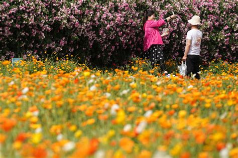 Photos Chine : champs de fleurs à Suqian — Chine Informations