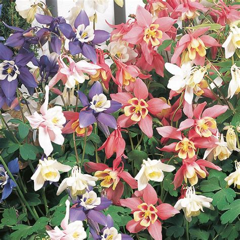 Nature's Haven Aquilegia Spring Magic Mix Seeds - Flowers - Unwins UK