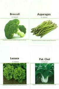 CYBEXIS Easy Gardening Asparagus, Broccoli, Lettuce, Pak Choi F1 Hybrid ...