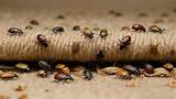 Carpet Beetle NZ: Your Guide to Keeping Homes Pest-Free - Genie Carpet Care