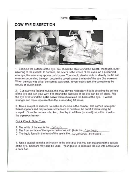 Image result for Cow Eye Dissection Tutorial