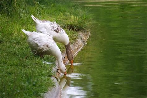 两只大白鹅 | 看上去好像没感情的嘛 | emilytain | Flickr