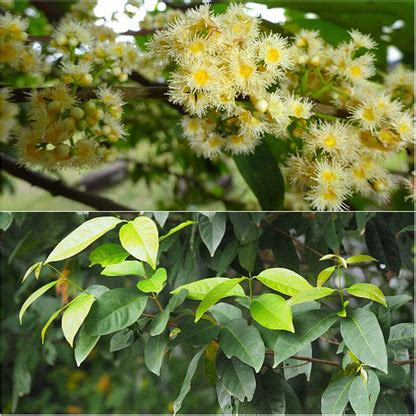 Daun Salam Fruit Plant (Syzygium polyanthum) – veliyathgardens