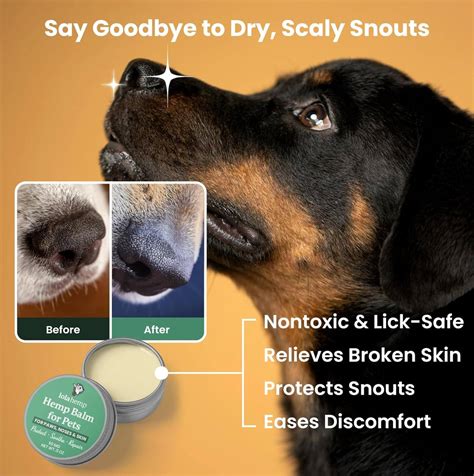 Considerations When Giving Cats Antihistamines | Lolahemp