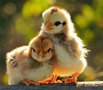 Image result for Spring Baby Animals