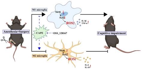 Caffeic Acid Phenethyl Ester Suppresses Oxidative Stress and Regulates ...