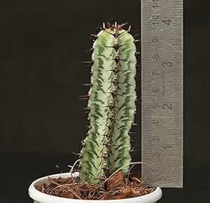 Studio Seeds Euphorbia Confinalis ssp Rhodesia, Succulent Live Plant ...