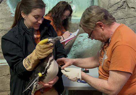 See penguins get their annual checkup at John Ball Zoo - mlive.com