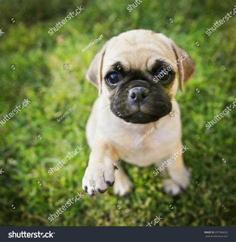 Chug Puppy S Wallpapers And Screensavers 🐶 25+ Adorable Pug