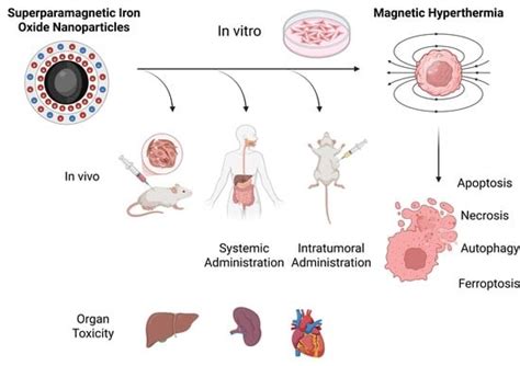 Magnetic Hyperthermia with Iron Oxide Nanoparticles: From Toxicity ...