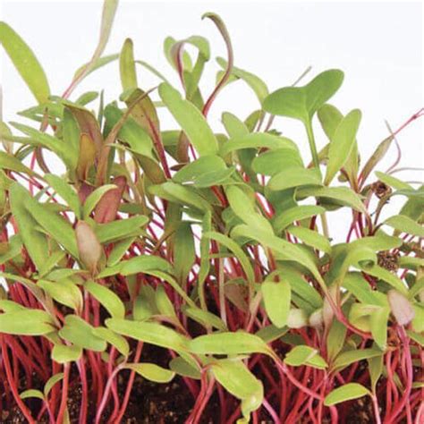 Micro Green Seeds Online @Best Price | Urja Seeds