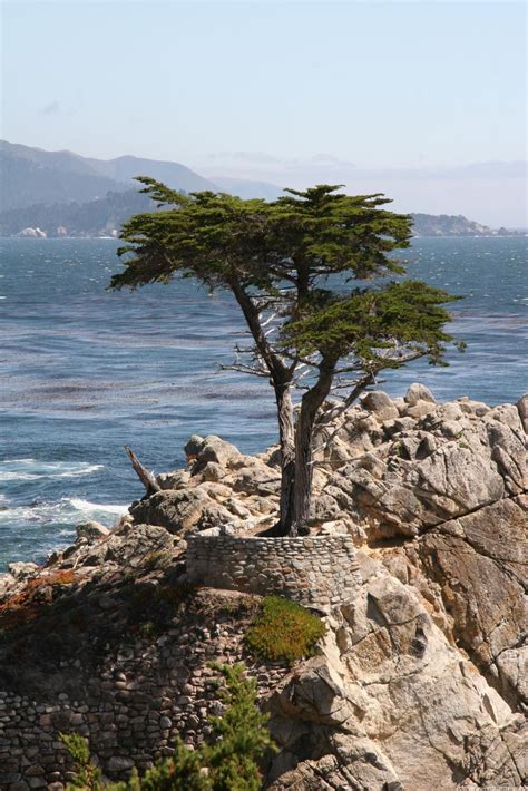 Lone Cypress, 17-Mile Drive, Monterey, California | Beautiful places in ...