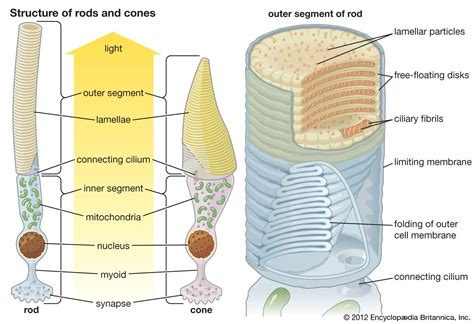 Rhodopsin | Biochemistry, Photoreception & Vision | Britannica